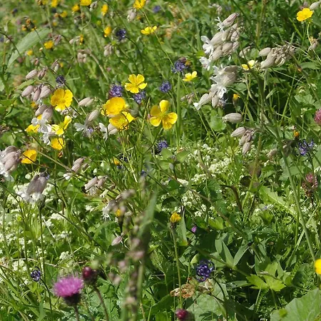 Hausmenneweger Apartman *