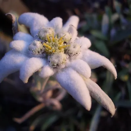 Apartman Hausmenneweger